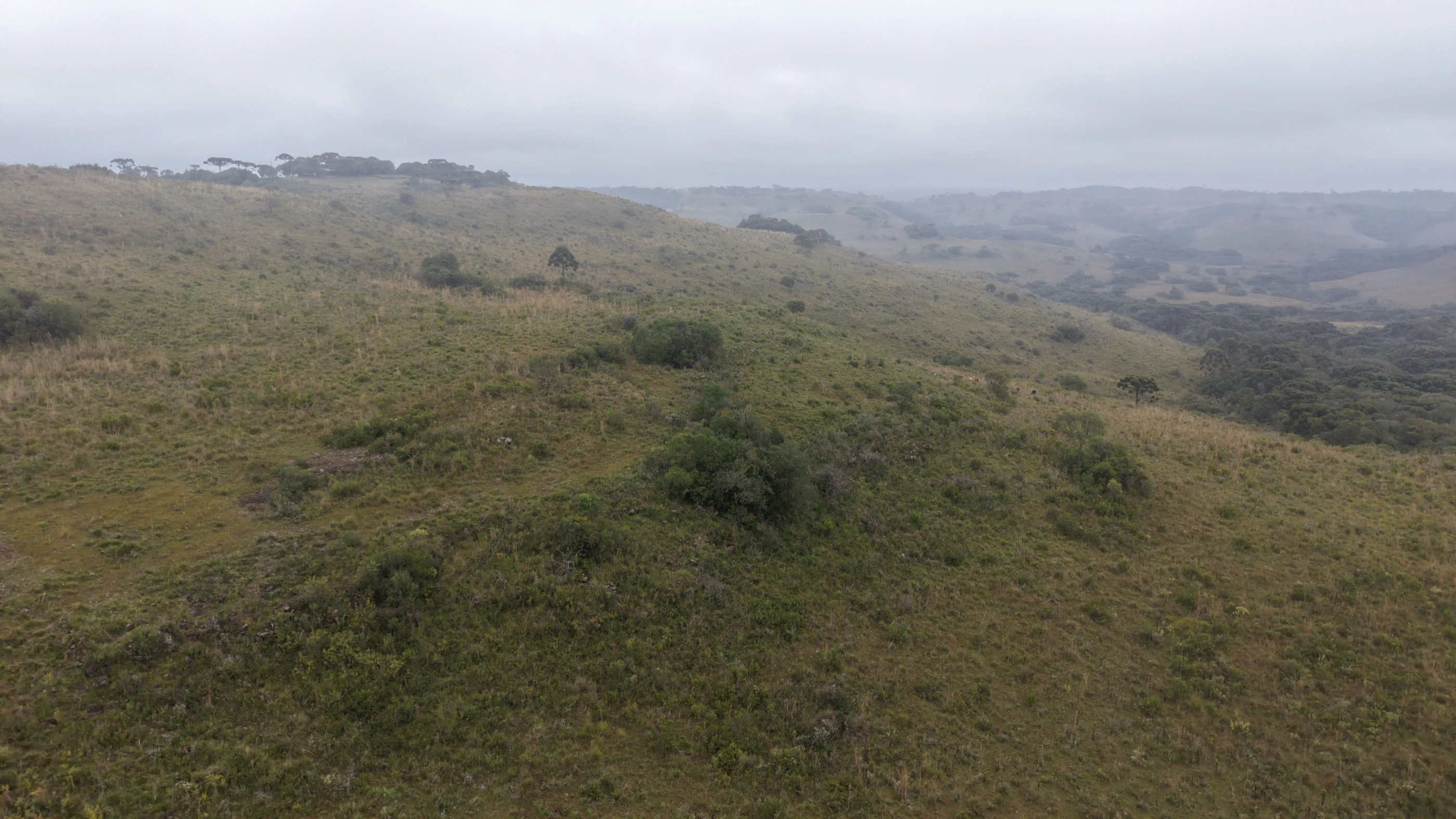 Área de terra com 100 ha em Capão Alto — SC — foto 3